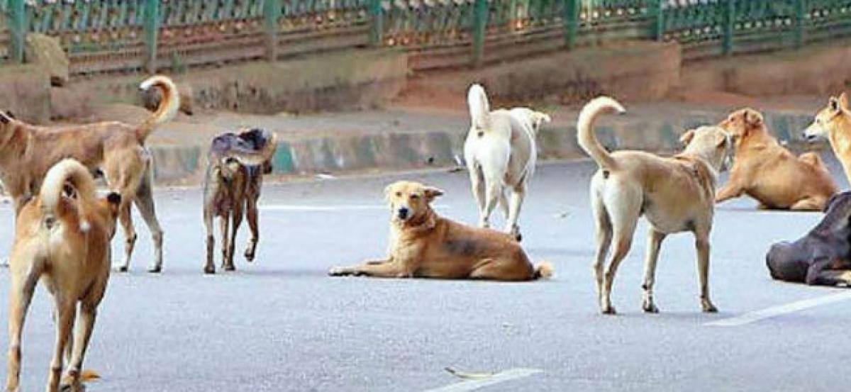 Another minor attacked by feral dogs in Sitapur