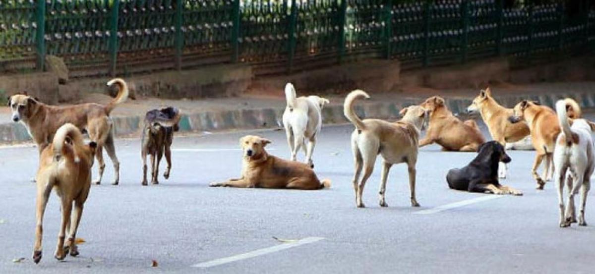 GHMC to set up India’s first dedicated park for dogs