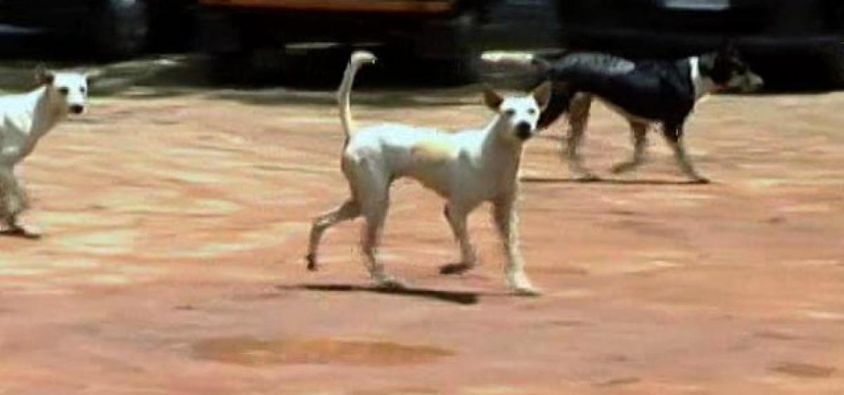 Stray dogs kill ailing woman