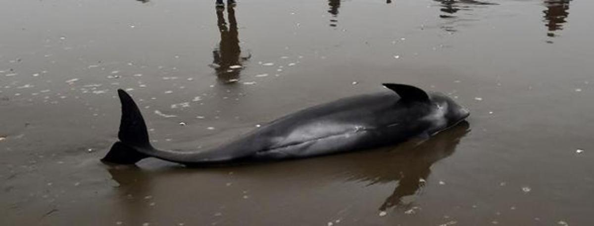 Dolphin body found dead in Kanakadurga beach