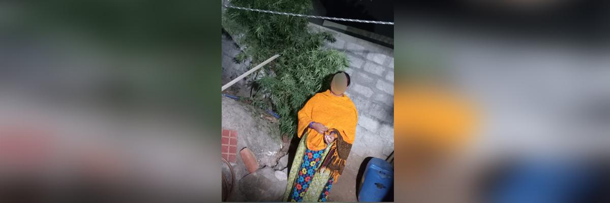 A 30-year-old woman held for growing ganja tree at her house in Dundigal PS limits