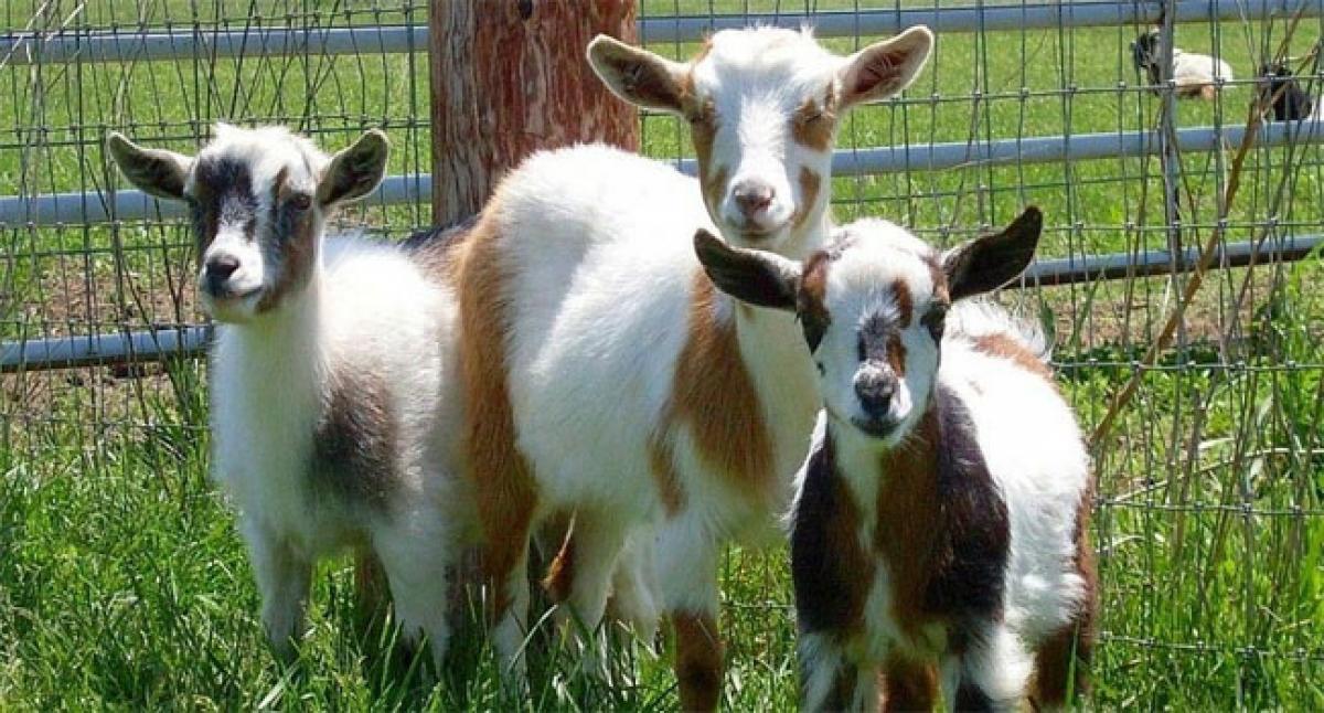 Dwarf goats make party scene in Los Angeles
