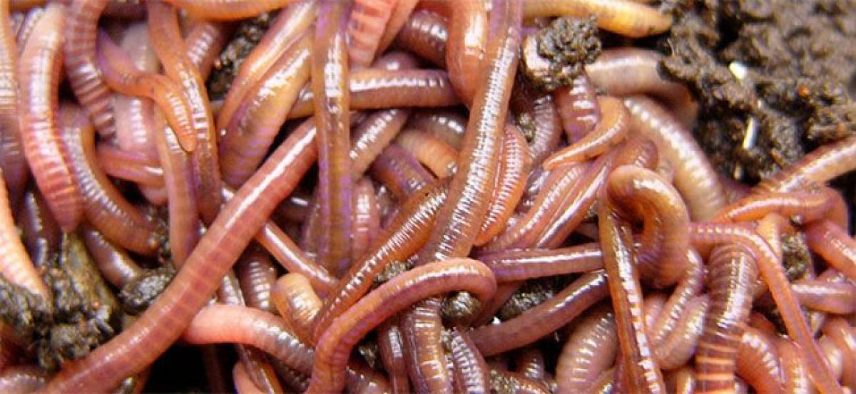 Earthworms’ smuggling goes unabated