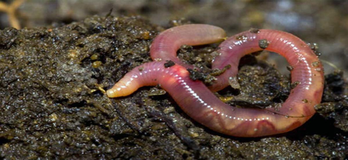 Two new species of earthworm found in Western Ghats