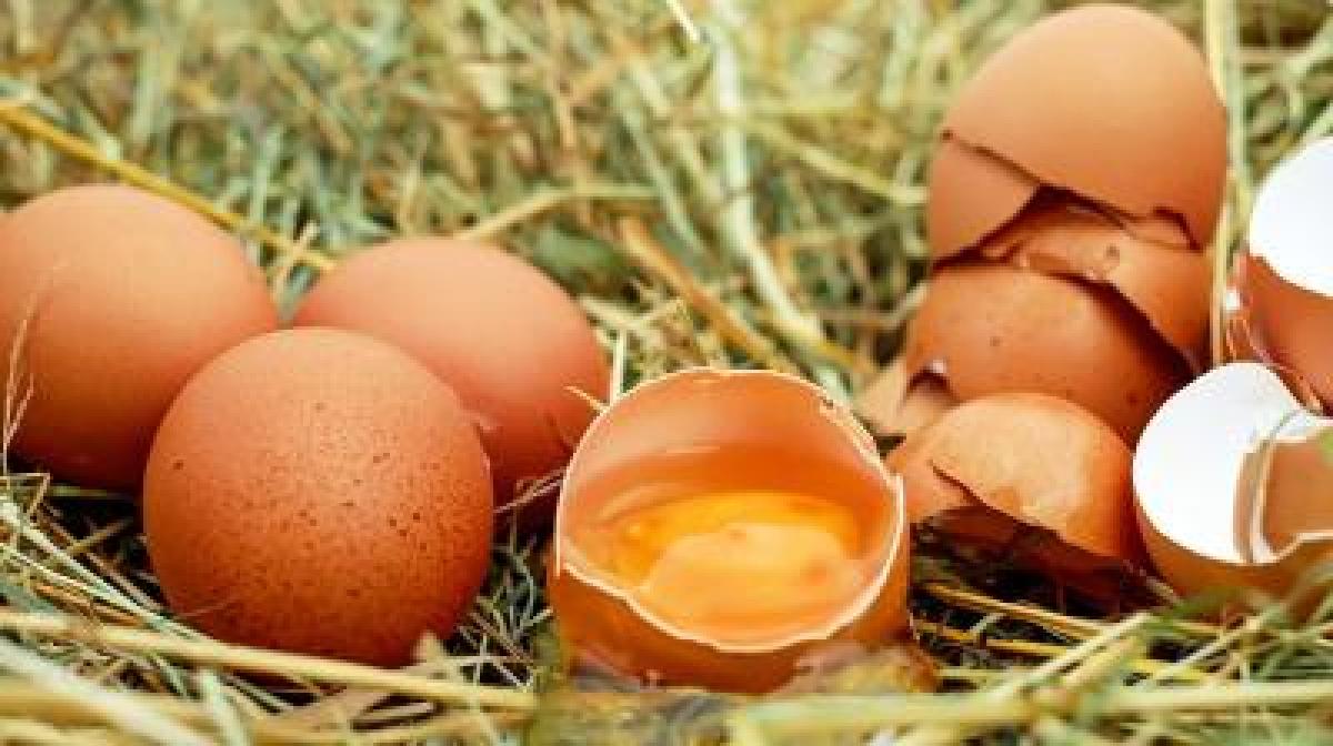 Scientists In Japan Grow Drugs To Fight Cancer In Chicken Eggs