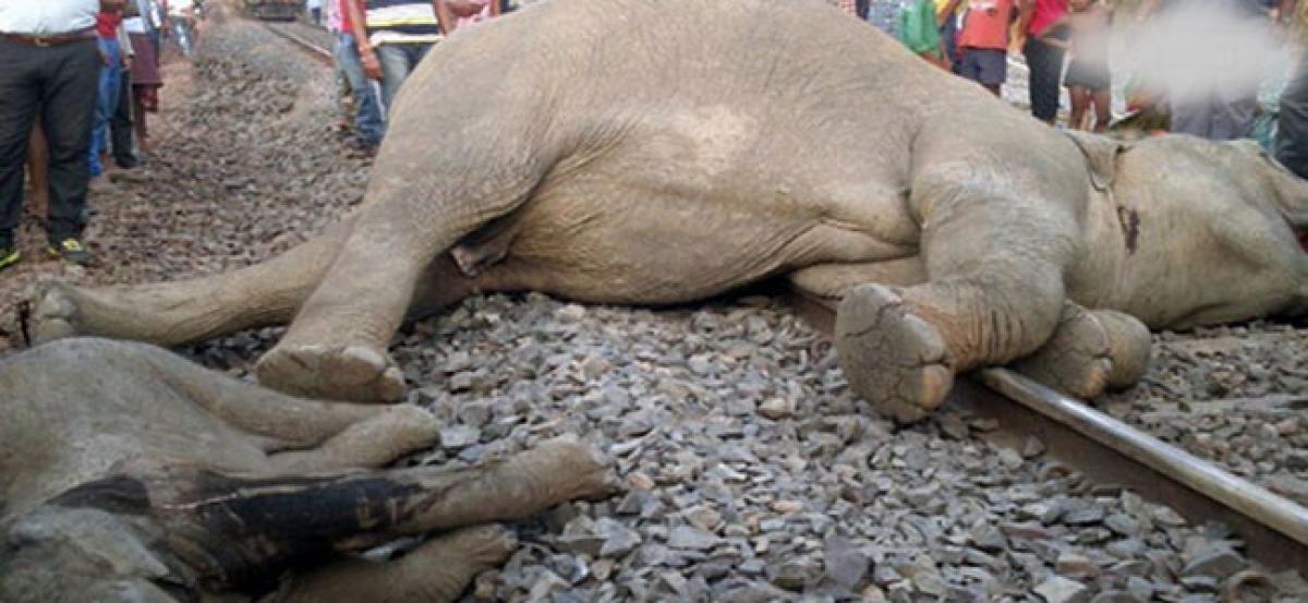 Four elephants die in goods train accident in Odisha