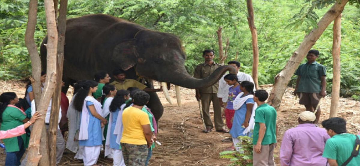 Asian elephant in endangered list