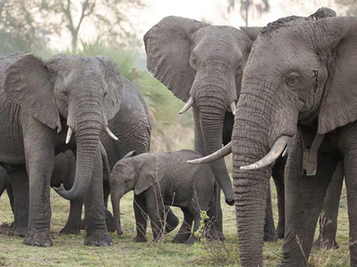 Elephants kill mother, daughter in Jharkhand