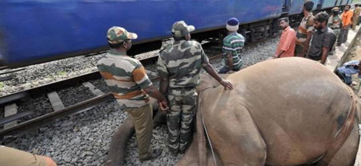 Female elephant run over by train while crossing tracks in Uttarakhand