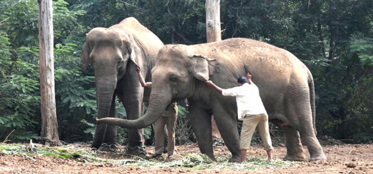 New guests arrive at zoo