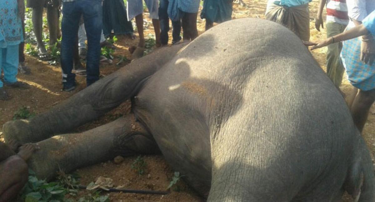 Elephant electrocuted