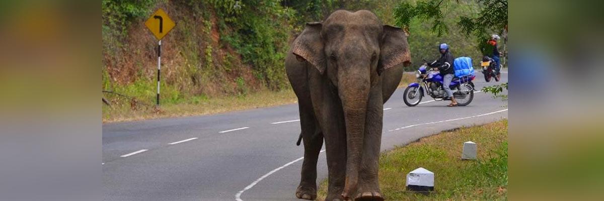 5 killed by elephants in Jharkhand