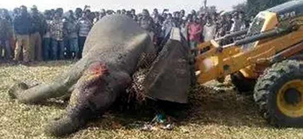 Assams jumbo problem: Man-animal conflict takes a huge toll