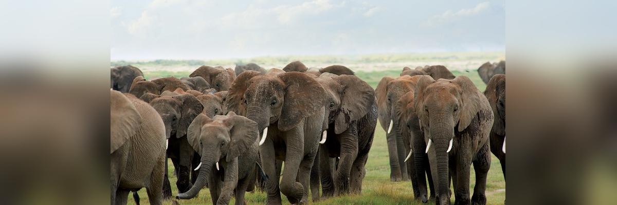 No measures taken by the expert committee for probing deaths of elephants