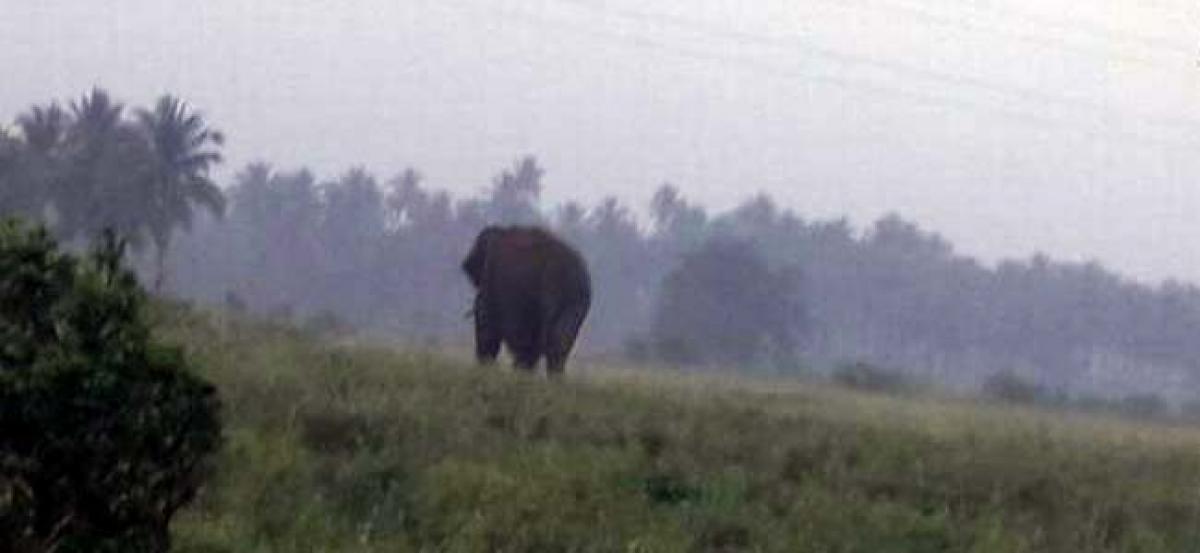 Woman killed in elephant attack in TN