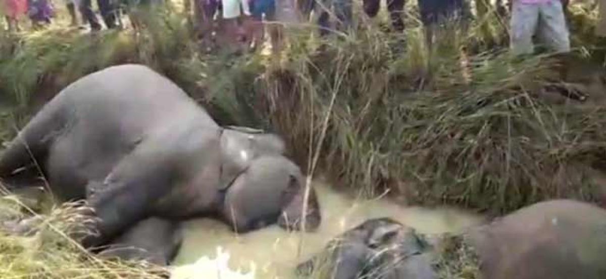 Sagging live wire electrocutes seven elephants in Odisha forest