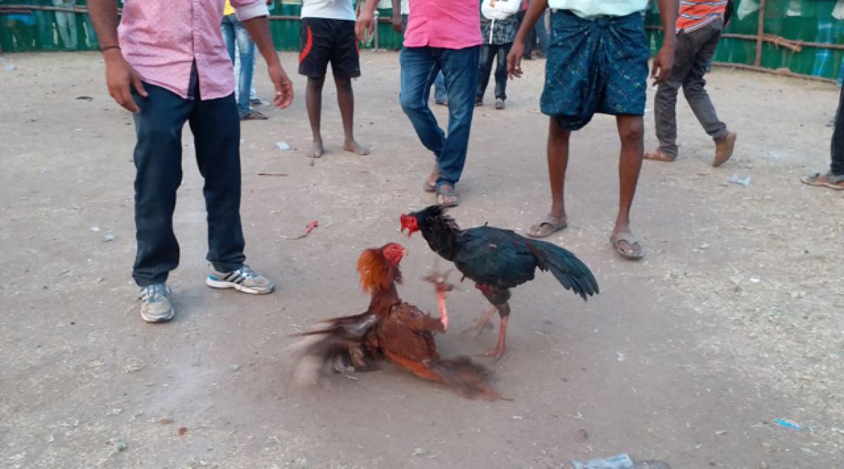 Cockfights dominate Bhogi festivities