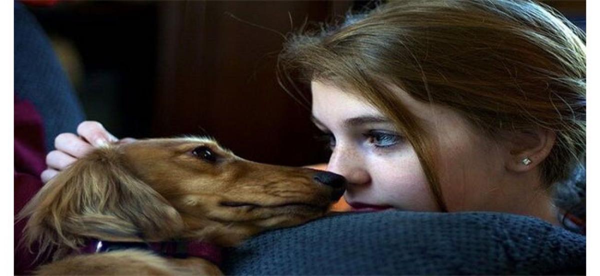 How do dogs understand human emotions?