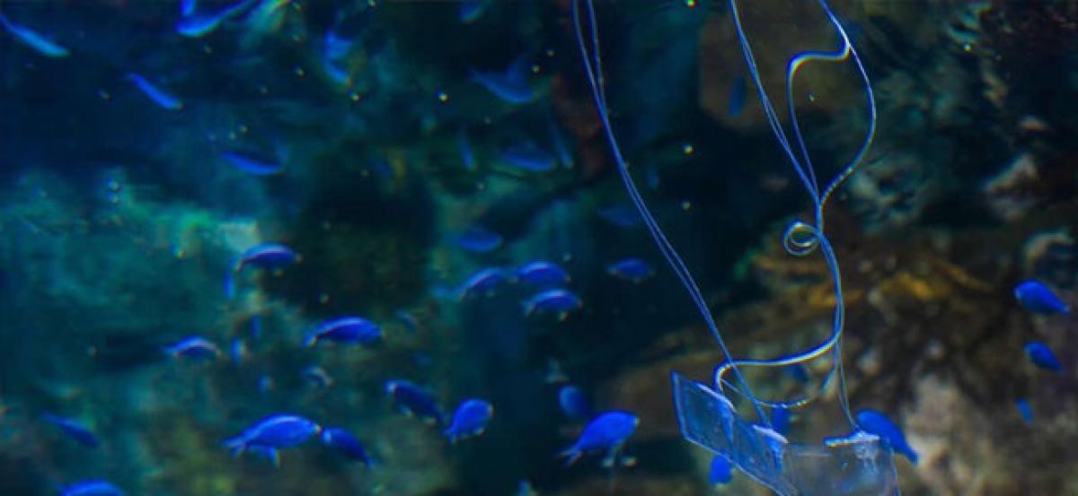 Transparent eel-like soft robot can swim silently underwater