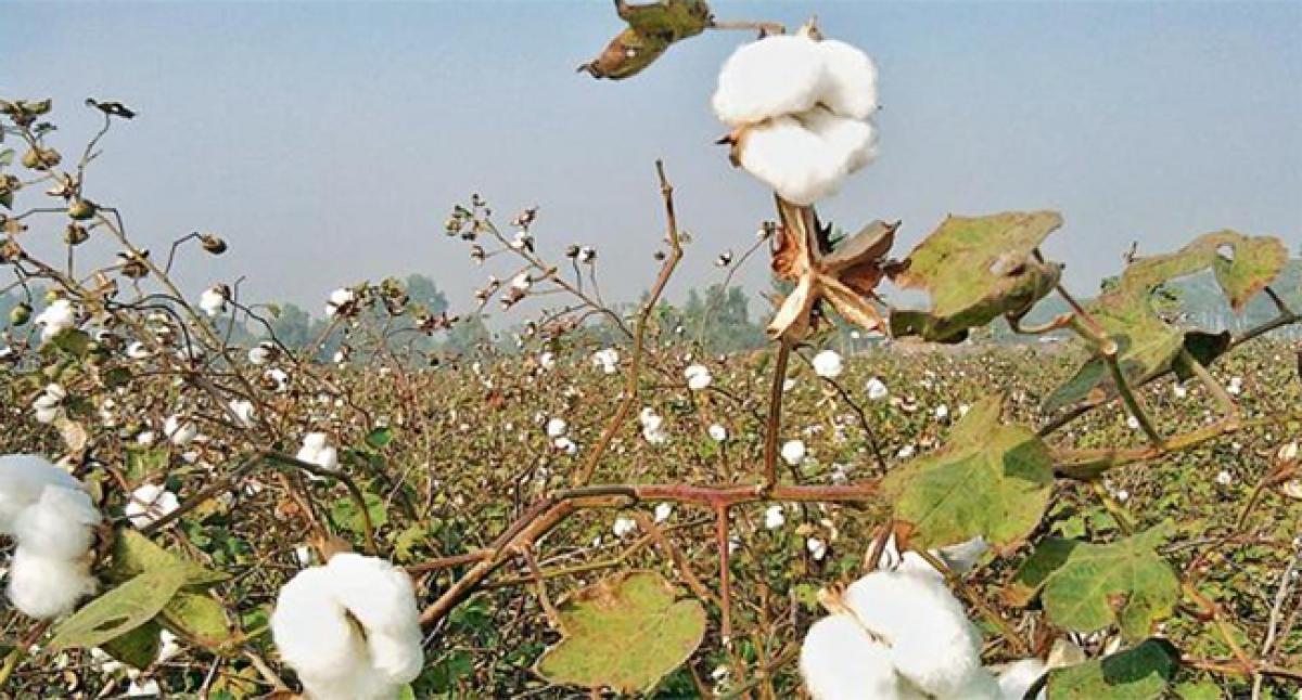 44 kg fake cotton seeds seized