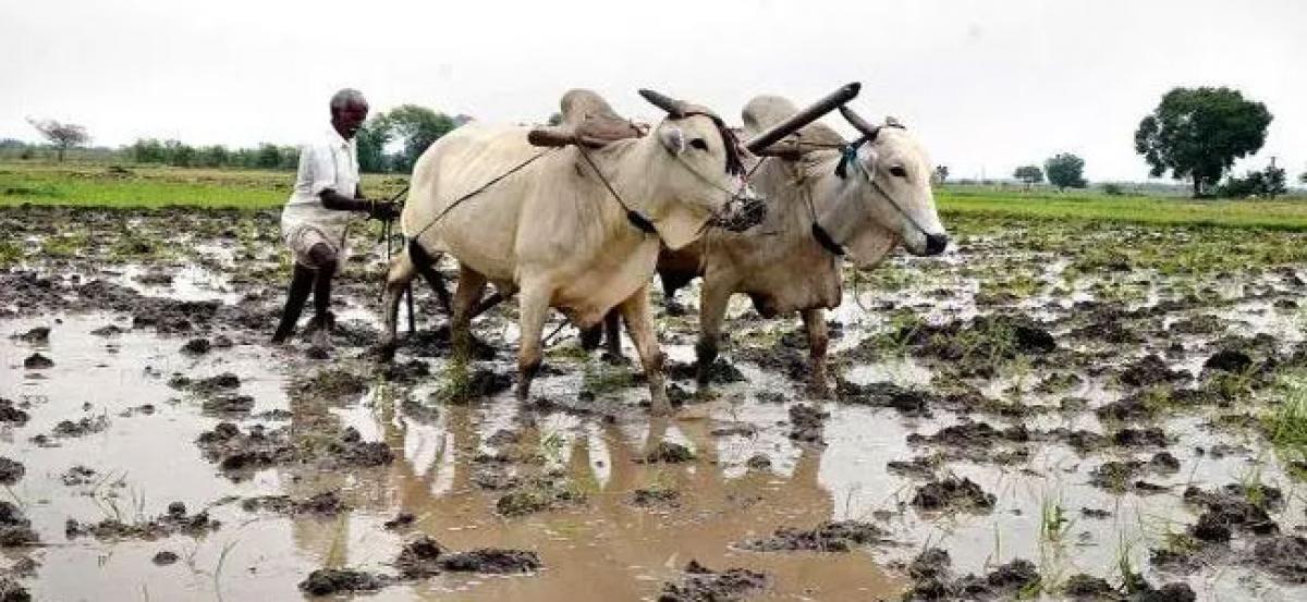 Farmers in Jubilant Mood in Telangana