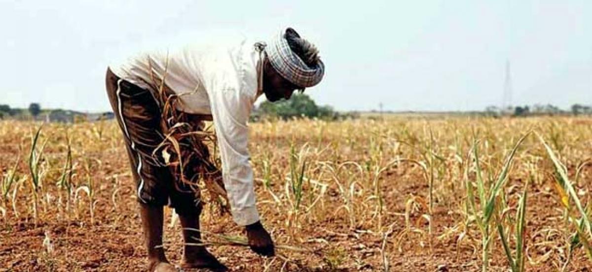 Rains lash parts of Haryana, Punjab; worry farmers