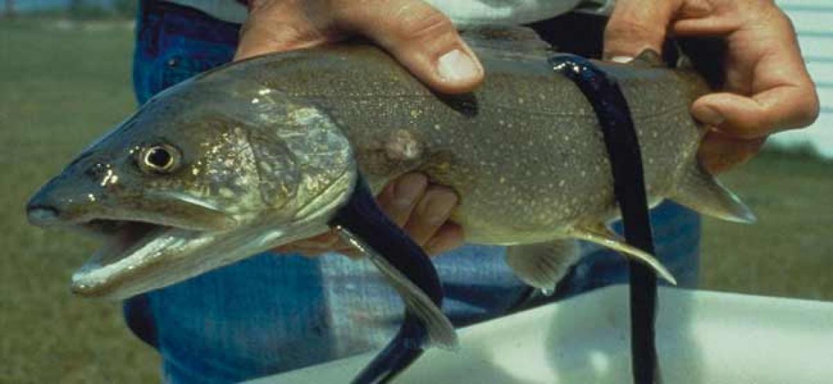 Lampreys fish can repair spinal cord!