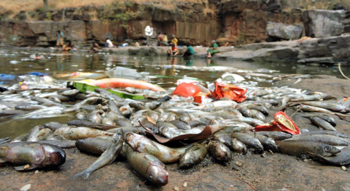 Thousands of rare fish species found dead