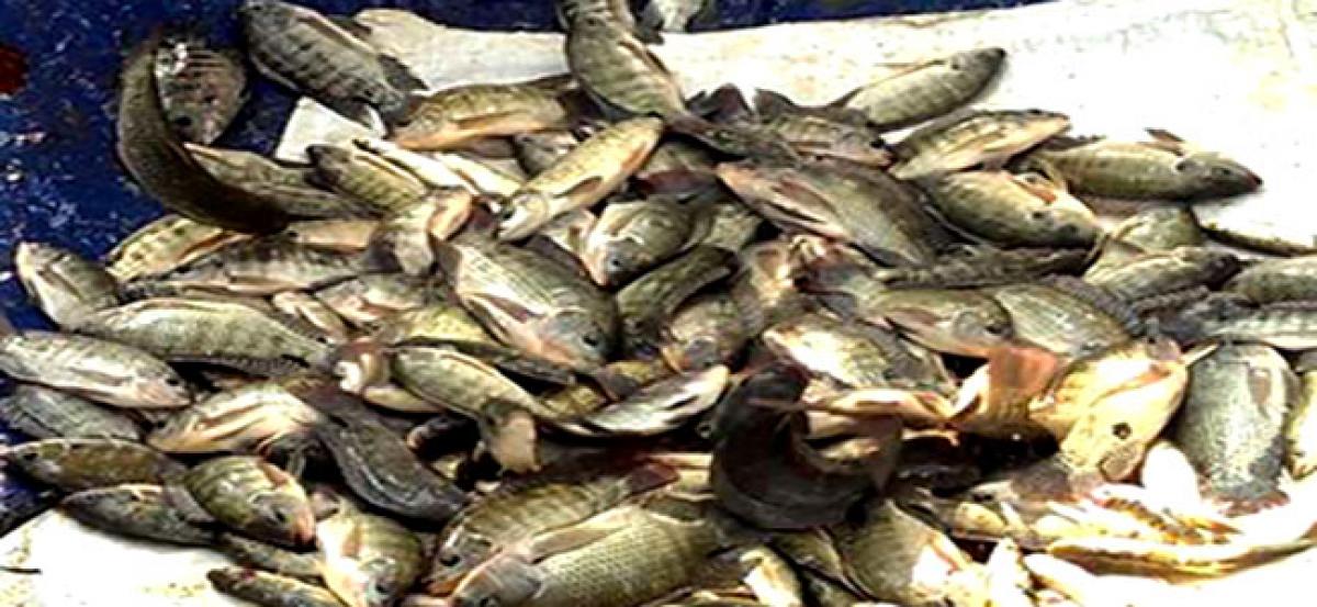 Monosex Tilapia Seed, 20 - 35 Degree C, Packaging Size: 12 Inch X 12 Inch X  14.5 Inch at Rs 2.50/piece in Krishna