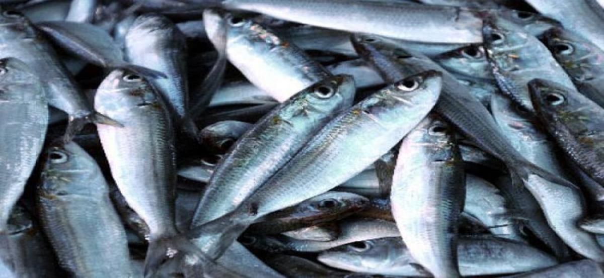 Kothagudem to drop 1.92 cr fishseed in 247 tanks