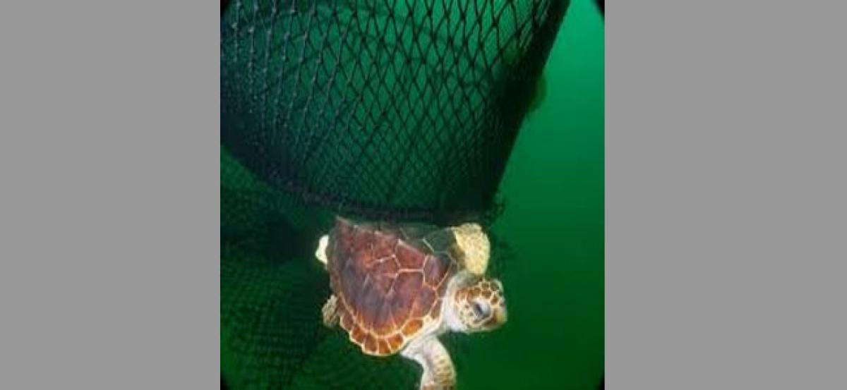 Fisherfolk should use TEDs, save endangered turtles: Collector