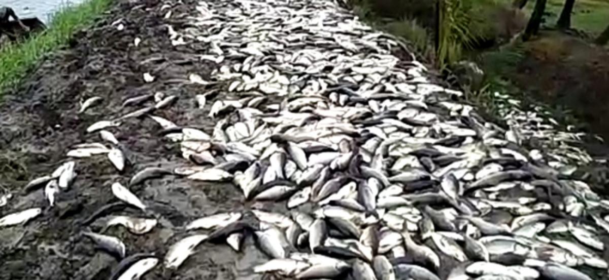 Aqua farmers incur losses as fish found dead