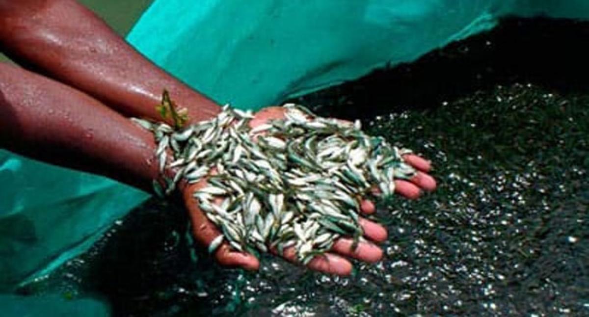 Fish seed production being neglected in Srikakulam