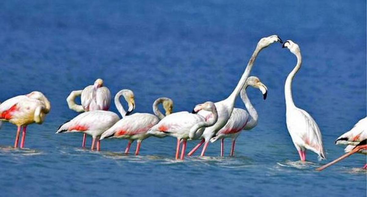 Forest staff spot 5 Flamingo birds in Hope Island