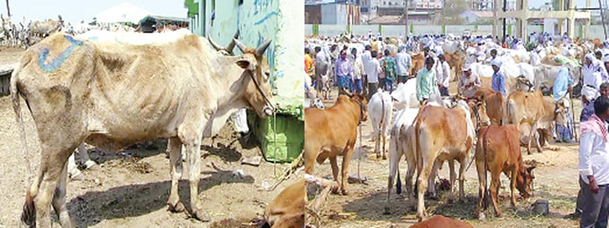 Lack of water, fodder forcing farmers to sell cattle