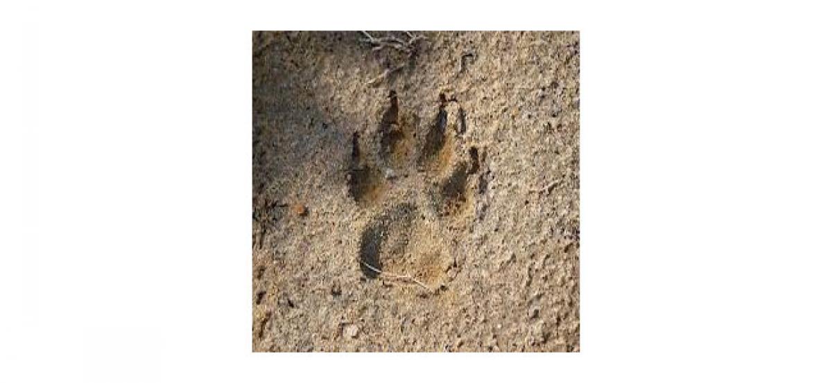 First footprints of animals discovered in China