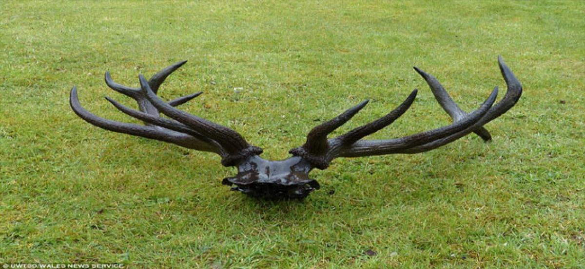 Forest staff seize 4 skulls of deer, 2 guns
