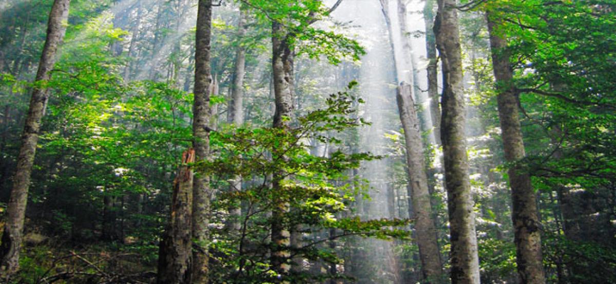 Earths intact Forest shrinking rapidly than before