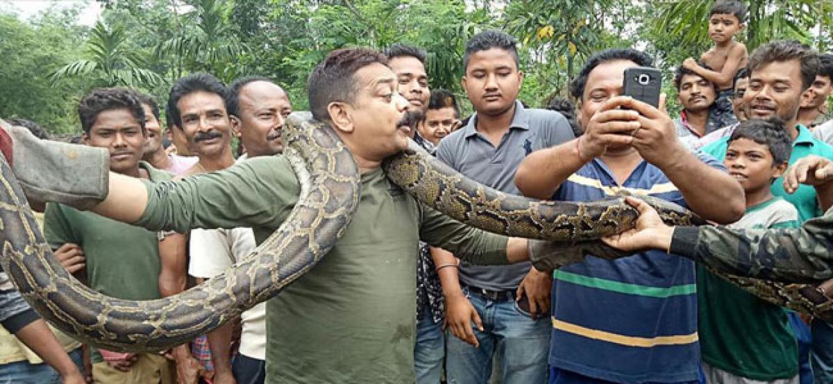 Bengal forest officer nearly strangled while taking photos with python