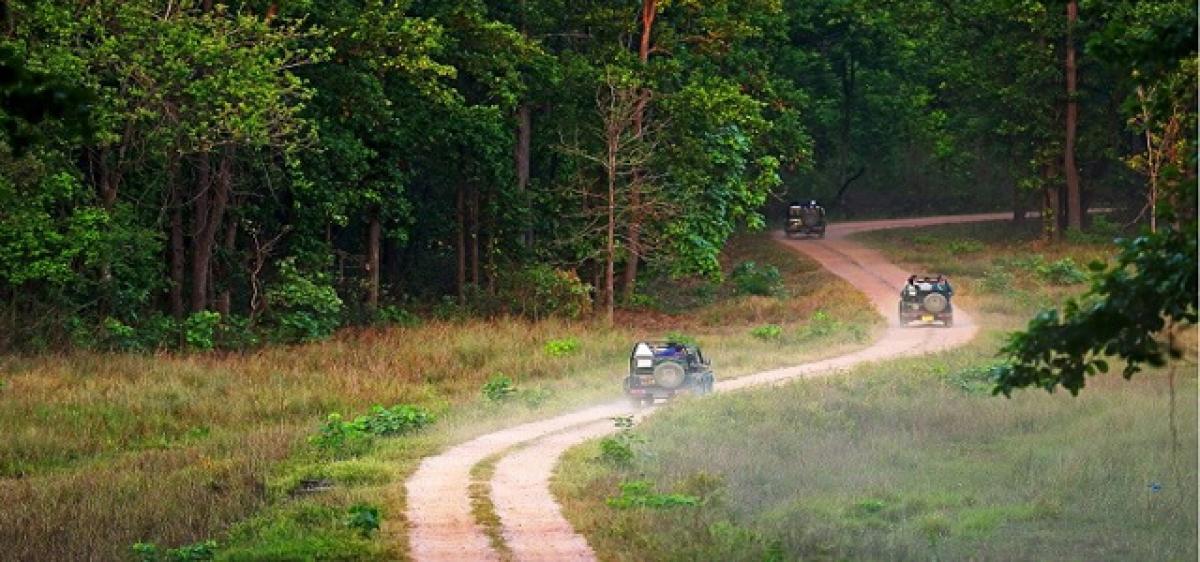 Jungle Safari opens gates for nature lovers to forest