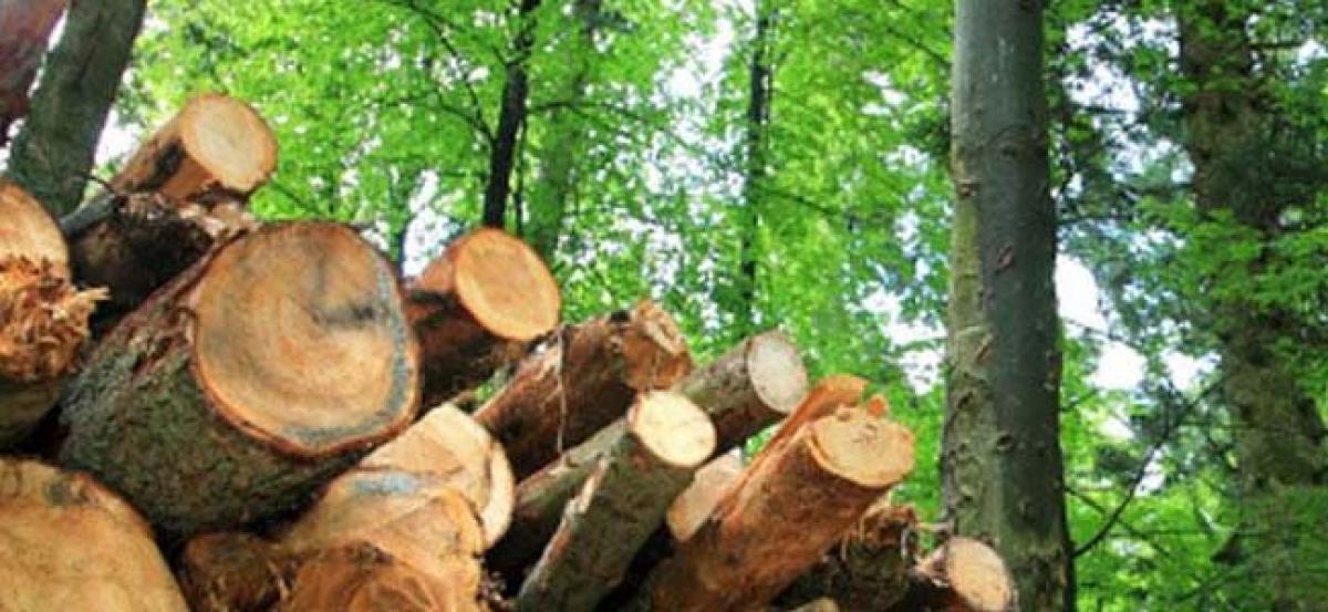 Illegal?: Around 25 trees worth 20 lakh chopped off with connivance of forest department
