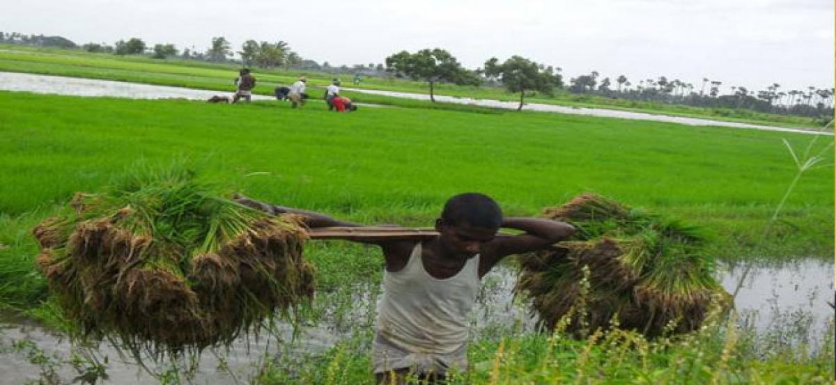 Nellore farmers look for good rains during northeast monsoon