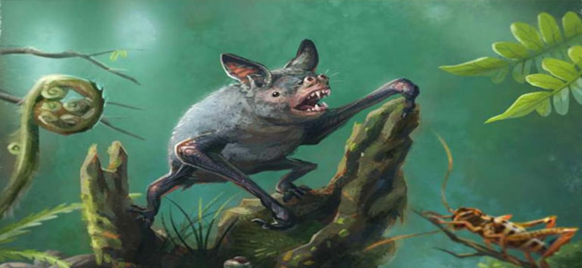 Fossil of extinct burrowing bat found in New Zealand