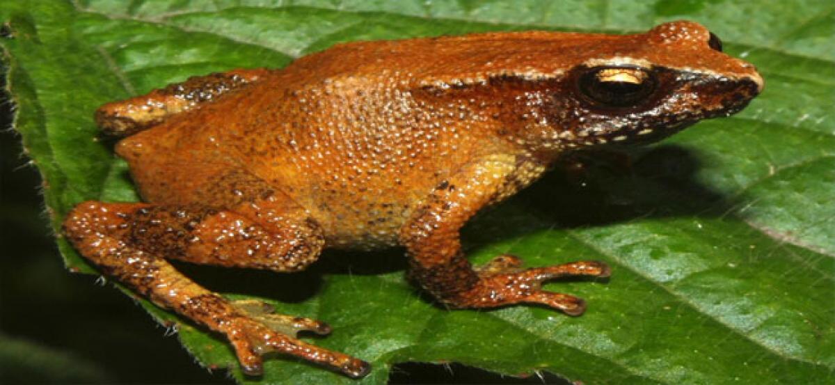US biologists discover three new toad species