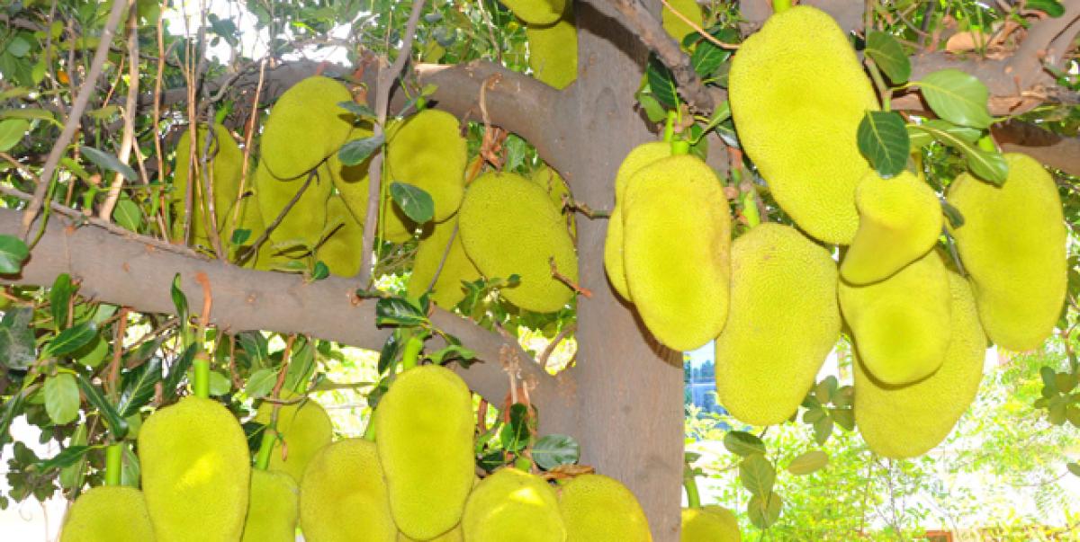 Jackfruit farmers miss on export opportunities