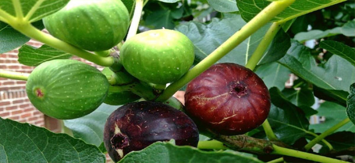 Growing demand for figs in Anantapur