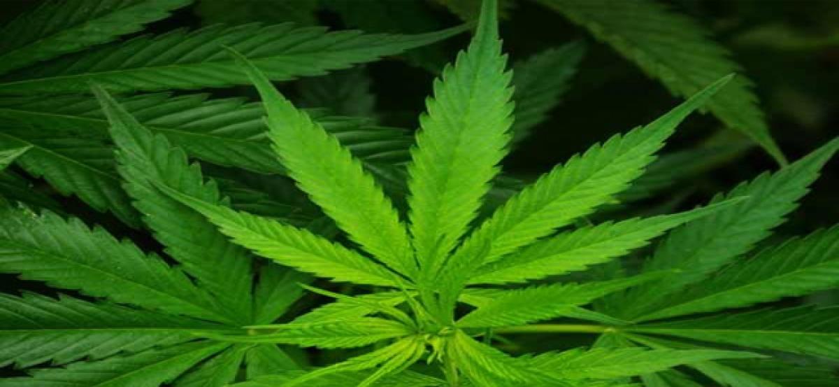 Senate passes bill to legalise recreational cannabis in Canada