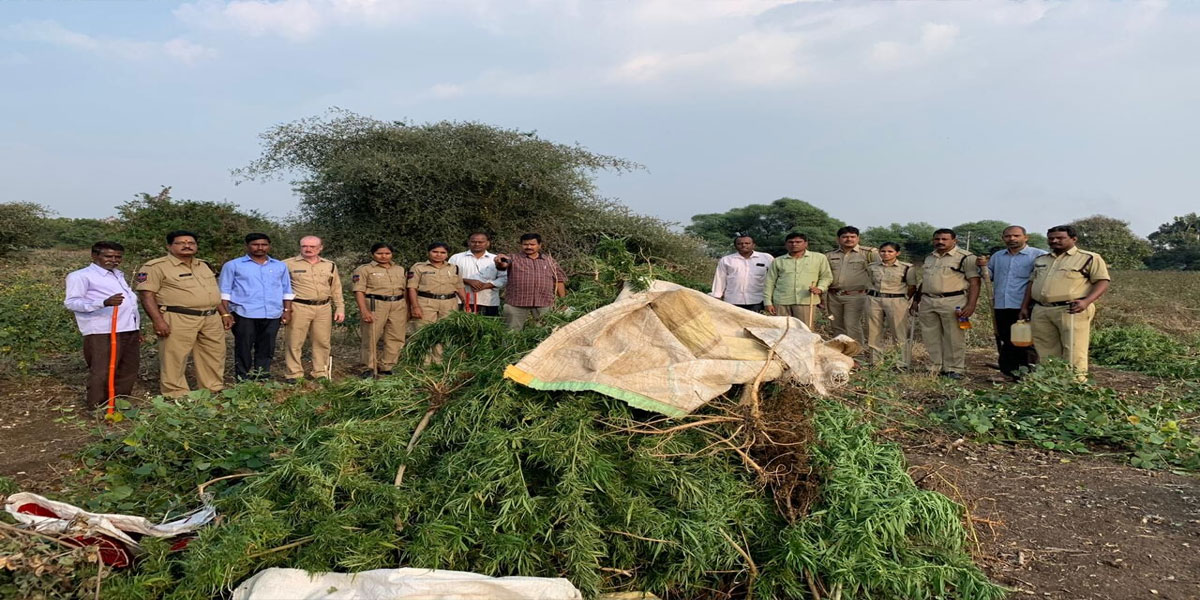 Ganja plantation destroyed in Jharasangam