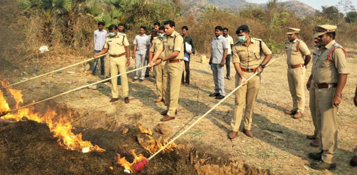 Ganja worth Rs 5 cr destroyed