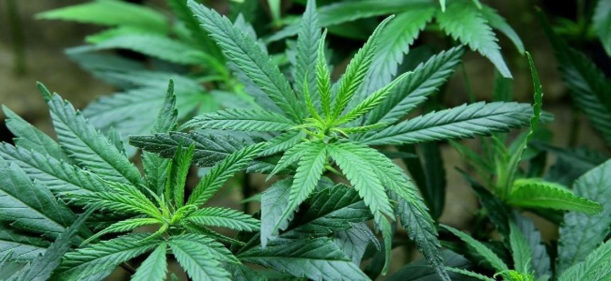 Telangana: Police seize Rs 1 cr worth Marijuana at Medak